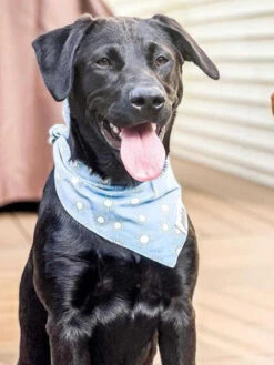 Bandana Pour Chien - Motif Sunday - The Paws -Animalerie The Paws bandana pour chien sunday 1 1