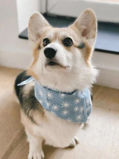 Bandana Pour Chien - Motif Sunday - The Paws 7 Bandana Pour Chien - Motif Sunday - The Paws -Animalerie The Paws bandana pour chien sunday 2