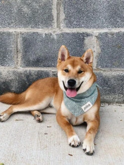 Bandana Pour Chien - Motif Trail ⛰️ - The Paws 5 Bandana Pour Chien - Motif Trail ⛰️ - The Paws -Animalerie The Paws bandana pour chien trail 2