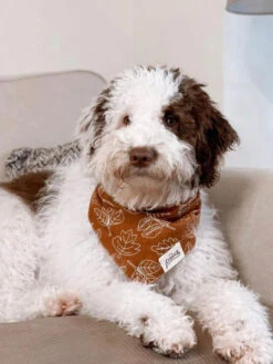 Bandana Pour Chien - Motif True North - The Paws -Animalerie The Paws bandana pour chien true north 2