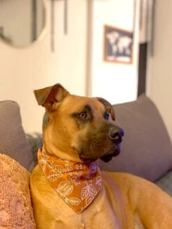 Bandana Pour Chien - Motif True North - The Paws -Animalerie The Paws bandana pour chien true north 3