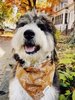 Bandana Pour Chien - Motif True North - The Paws -Animalerie The Paws bandana pour chien true north 4