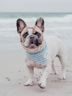 Bandana Pour Chien - Motif Vague - The Paws -Animalerie The Paws bandana pour chien vague 1