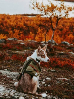 Ranger Pack - Sac à Dos Pour Chien - Vert Foret - Wolf Republic -Animalerie Wolf Republic Ranger Pack Sac a dos chien vert 4