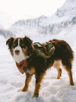 Ranger Pack - Sac à Dos Pour Chien - Vert Foret - Wolf Republic -Animalerie Wolf Republic Ranger Pack Sac a dos chien vert 6 1