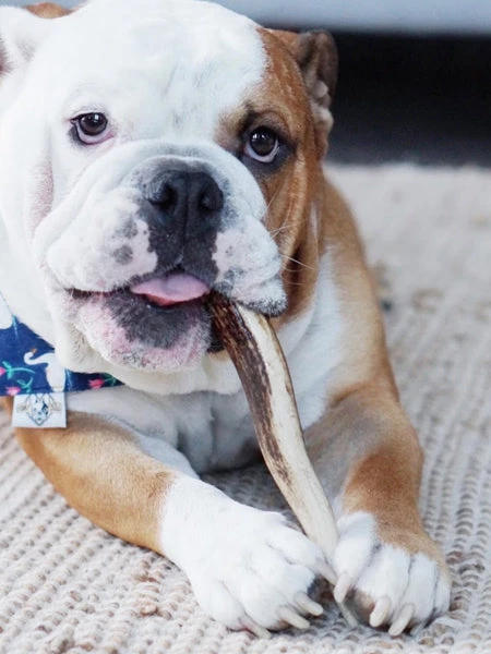 Bois De Cerf à Mâcher Naturel Pour Chien 4 Bois De Cerf à Mâcher Naturel Pour Chien – Image 2