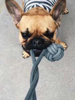 Jouet En Corde Pour Chiot Et Chien - Bullet Bleu -Animalerie bowl and bone jouet corde pour petit chien chiot bullet gris 1