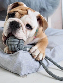 Jouet En Corde Pour Chiot Et Chien - Bullet Gris -Animalerie bowl and bone jouet corde pour petit chien chiot bullet gris 5