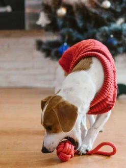 Jouet En Corde Pour Chiot Et Chien - Bullet Rouge -Animalerie bowl and bone jouet corde pour petit chien chiot bullet rouge 5