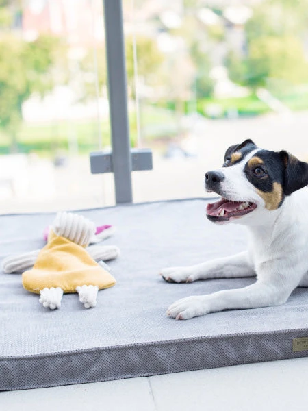 Jouet En Peluche Pour Chien - Bax L'âne 7 Jouet En Peluche Pour Chien - Bax L'âne – Image 5