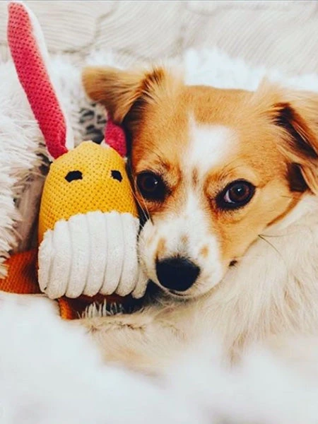 Jouet En Peluche Pour Chien - Bax L'âne 4 Jouet En Peluche Pour Chien - Bax L'âne – Image 2