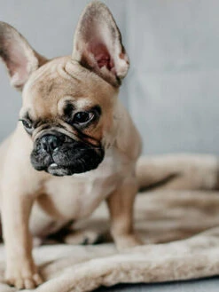 Plaid Confortable Pour Chien Et Chiot - NAP - Gris -Animalerie bowl and bone plaid pour chien chiot nap gris 2