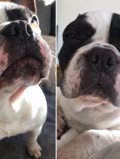 Baume Belle Truffe đ Pour Chien - Dexter & Mango 9 Baume Belle Truffe đ Pour Chien - Dexter & Mango -Animalerie dexter et mango soins pour chien belle truffe 2