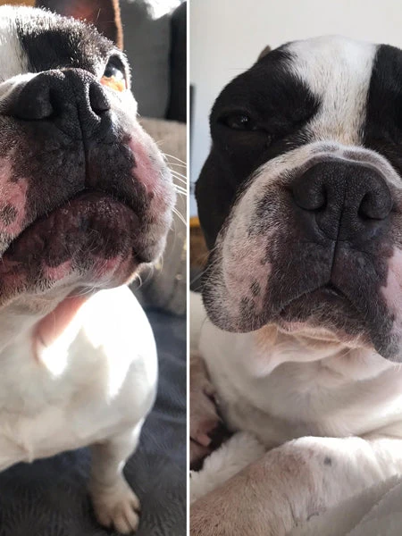 Baume Belle Truffe đ Pour Chien - Dexter & Mango 5 Baume Belle Truffe đ Pour Chien - Dexter & Mango â Image 3