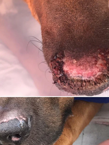 Baume Belle Truffe đ Pour Chien - Dexter & Mango 6 Baume Belle Truffe đ Pour Chien - Dexter & Mango â Image 4