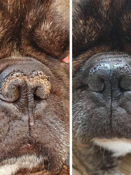 Baume Belle Truffe đ Pour Chien - Dexter & Mango 4 Baume Belle Truffe đ Pour Chien - Dexter & Mango â Image 2