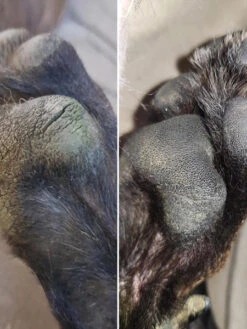 Baume Doux Coussinets 🐾 Pour Chien - Dexter & Mango 8 Baume Doux Coussinets 🐾 Pour Chien - Dexter & Mango -Animalerie dexter et mango soins pour chien doux coussinets 4