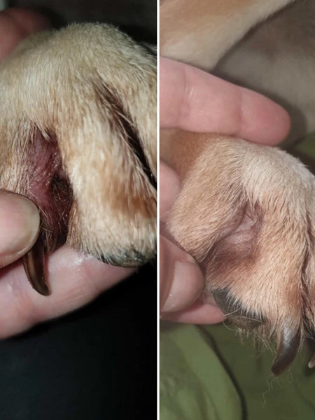 Baume Le Miraculeux 🩹🌟 Pour Chien - Dexter & Mango 6 Baume Le Miraculeux 🩹🌟 Pour Chien - Dexter & Mango – Image 4