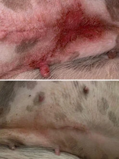 Baume Le Miraculeux 🩹🌟 Pour Chien - Dexter & Mango 9 Baume Le Miraculeux 🩹🌟 Pour Chien - Dexter & Mango -Animalerie dexter et mango soins pour chien miraculeux 4 1