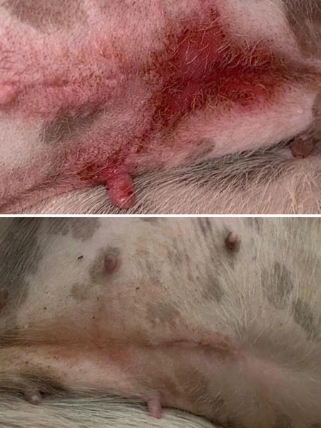 Baume Le Miraculeux 🩹🌟 Pour Chien - Dexter & Mango 5 Baume Le Miraculeux 🩹🌟 Pour Chien - Dexter & Mango – Image 3