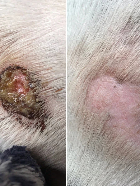 Baume Le Miraculeux 🩹🌟 Pour Chien - Dexter & Mango 4 Baume Le Miraculeux 🩹🌟 Pour Chien - Dexter & Mango – Image 2