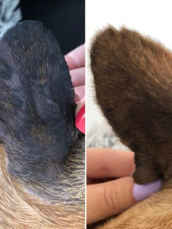 Baume Peau De Pêche 🩹🍑 Pour Chien - Dexter & Mango -Animalerie dexter et mango soins pour chien peau de peche 2 1