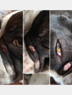 Baume Peau De Pêche 🩹🍑 Pour Chien - Dexter & Mango 9 Baume Peau De Pêche 🩹🍑 Pour Chien - Dexter & Mango -Animalerie dexter et mango soins pour chien peau de peche 4