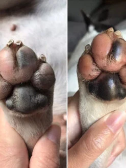 Stick Doux Coussinets 🐾 Pour Chien - Dexter & Mango 9 Stick Doux Coussinets 🐾 Pour Chien - Dexter & Mango -Animalerie dexter et mango soins pour chien stitck baume coussinet 1 1