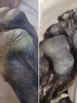 Stick Doux Coussinets 🐾 Pour Chien - Dexter & Mango 10 Stick Doux Coussinets 🐾 Pour Chien - Dexter & Mango -Animalerie dexter et mango soins pour chien stitck baume coussinet 2 1