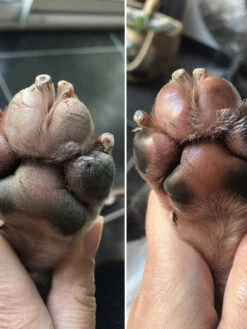 Stick Doux Coussinets 🐾 Pour Chien - Dexter & Mango 11 Stick Doux Coussinets 🐾 Pour Chien - Dexter & Mango -Animalerie dexter et mango soins pour chien stitck baume coussinet 3 1