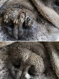 Stick Belle Truffe 👃 Pour Chien - Dexter & Mango -Animalerie dexter et mango soins pour chien stitck baume truffe 2