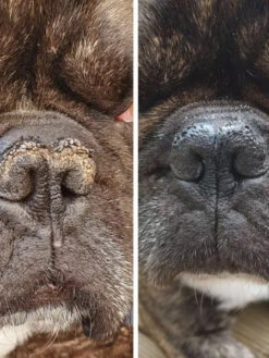 Stick Belle Truffe 👃 Pour Chien - Dexter & Mango -Animalerie dexter et mango soins pour chien stitck baume truffe 4