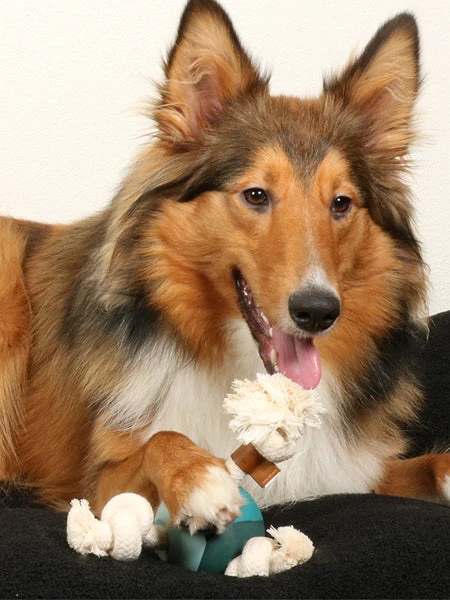 Duvo Balle En Caoutchouc Et Corde Pour Chien - Levi Bleu Lagon 4 Duvo Balle En Caoutchouc Et Corde Pour Chien - Levi Bleu Lagon – Image 2