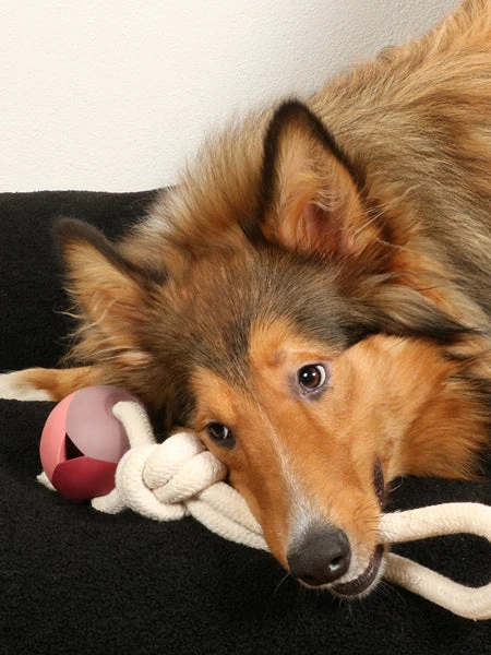 Duvo Balle En Caoutchouc Et Corde Pour Chien - Nora Rose 4 Duvo Balle En Caoutchouc Et Corde Pour Chien - Nora Rose – Image 2