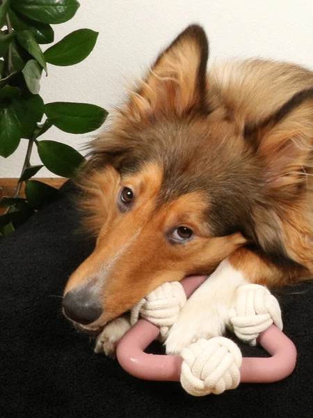 Duvo Triangle En Caoutchouc Et Corde Pour Chien - Milou Rose 4 Duvo Triangle En Caoutchouc Et Corde Pour Chien - Milou Rose – Image 2