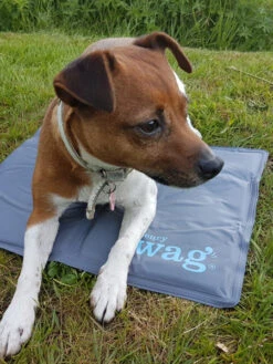 Tapis Rafraichissant Pour Chien - Pet Cool Mat - Henry Wag -Animalerie henry wag tapis raffraichissant coolingmat pour chien 3