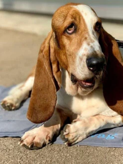 Tapis Rafraichissant Pour Chien - Pet Cool Mat - Henry Wag -Animalerie henry wag tapis raffraichissant coolingmat pour chien 6