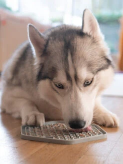 Tapis D'occupation Pour Chien Et Chat - Gris -Animalerie inooko Tapis YoomY Mat 4 3b229a13 47ad 4f25 9d07 c8df22d70f54