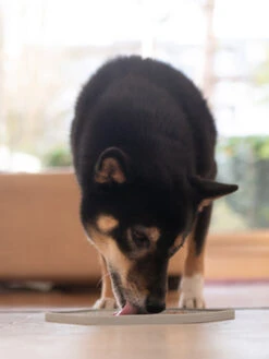 Tapis D'occupation Pour Chien Et Chat - Yoomy Mat - Dusty Green -Animalerie inooko Tapis YoomY Mat 5 aab5cb3d c43f 4292 a2dc 7da413f410f9 1