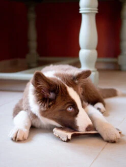 Bois De Cerf Tranché à Mâcher Naturel Pour Chien -Animalerie inooko bois de cerf tranche a macher