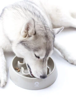 Gamelle Anti-glouton Grand Chien - Sable -Animalerie inooko gamelle anti glouton grand chien 4 47ff4417 8033 49df 9390 d30936cd5350