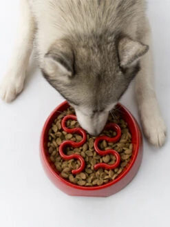 Gamelle Anti-glouton Grand Chien - Gris -Animalerie inooko gamelle anti glouton grand chien 5