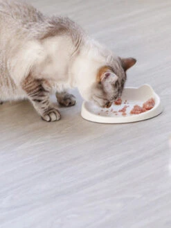 Gamelle MEOOW Pour Chat - Rose -Animalerie inooko gamelle chat meoow 8 697c9ada 28f1 4727 a0a8 e8d35c39294a