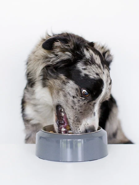 Gamelle YOOMY Pour Chien - Rose 7 Gamelle YOOMY Pour Chien - Rose – Image 5