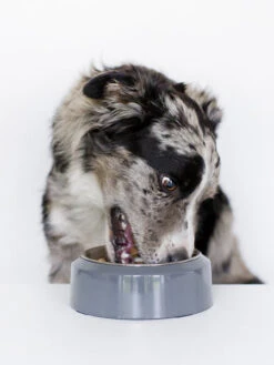 Gamelle YOOMY Pour Chien - Sable -Animalerie inooko gamelle yoomy chien 1 df207422 a160 4149 a14f 53e61e0e6ad5