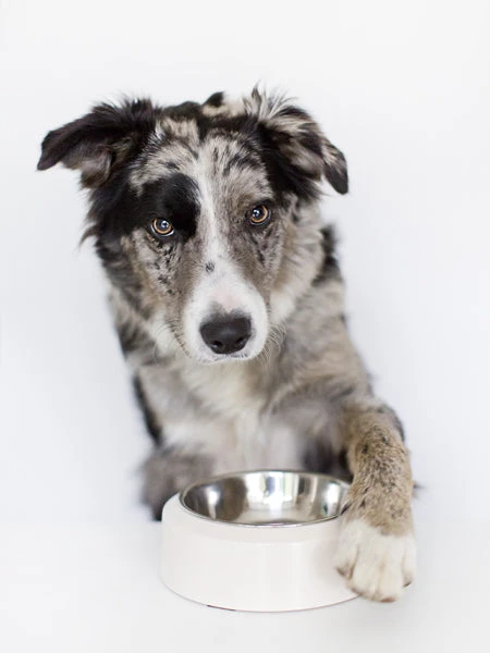 Gamelle YOOMY Pour Chien - Rose 5 Gamelle YOOMY Pour Chien - Rose – Image 3