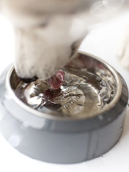 Gamelle YOOMY Pour Chien - Rose 6 Gamelle YOOMY Pour Chien - Rose – Image 4