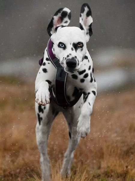 Harnais Pour Chien - Line Harness 5.0 - Violet - Non-Stop Dogwear 5 Harnais Pour Chien - Line Harness 5.0 - Violet - Non-Stop Dogwear – Image 3