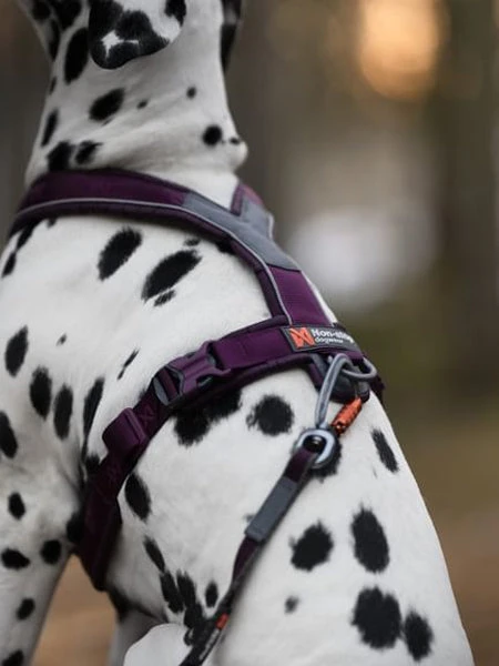 Harnais Pour Chien - Line Harness 5.0 - Noir - Non-Stop Dogwear 5 Harnais Pour Chien - Line Harness 5.0 - Noir - Non-Stop Dogwear – Image 3