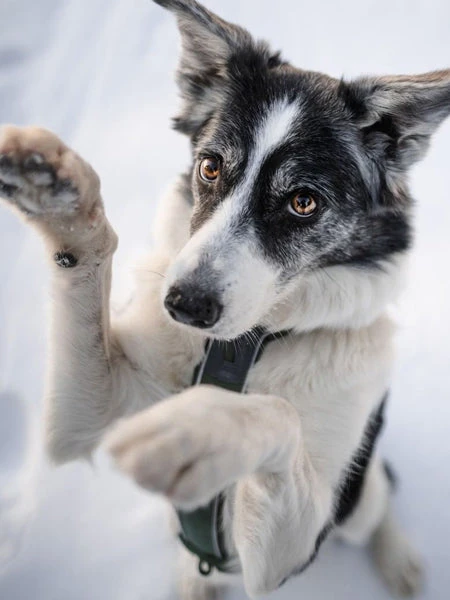 Harnais Pour Chien - Line Harness 5.0 - Vert - Non-Stop Dogwear 4 Harnais Pour Chien - Line Harness 5.0 - Vert - Non-Stop Dogwear – Image 2